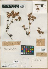 Eriogonum tomentosum image