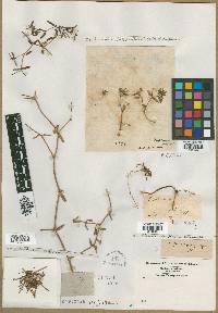 Euphorbia polygonifolia image