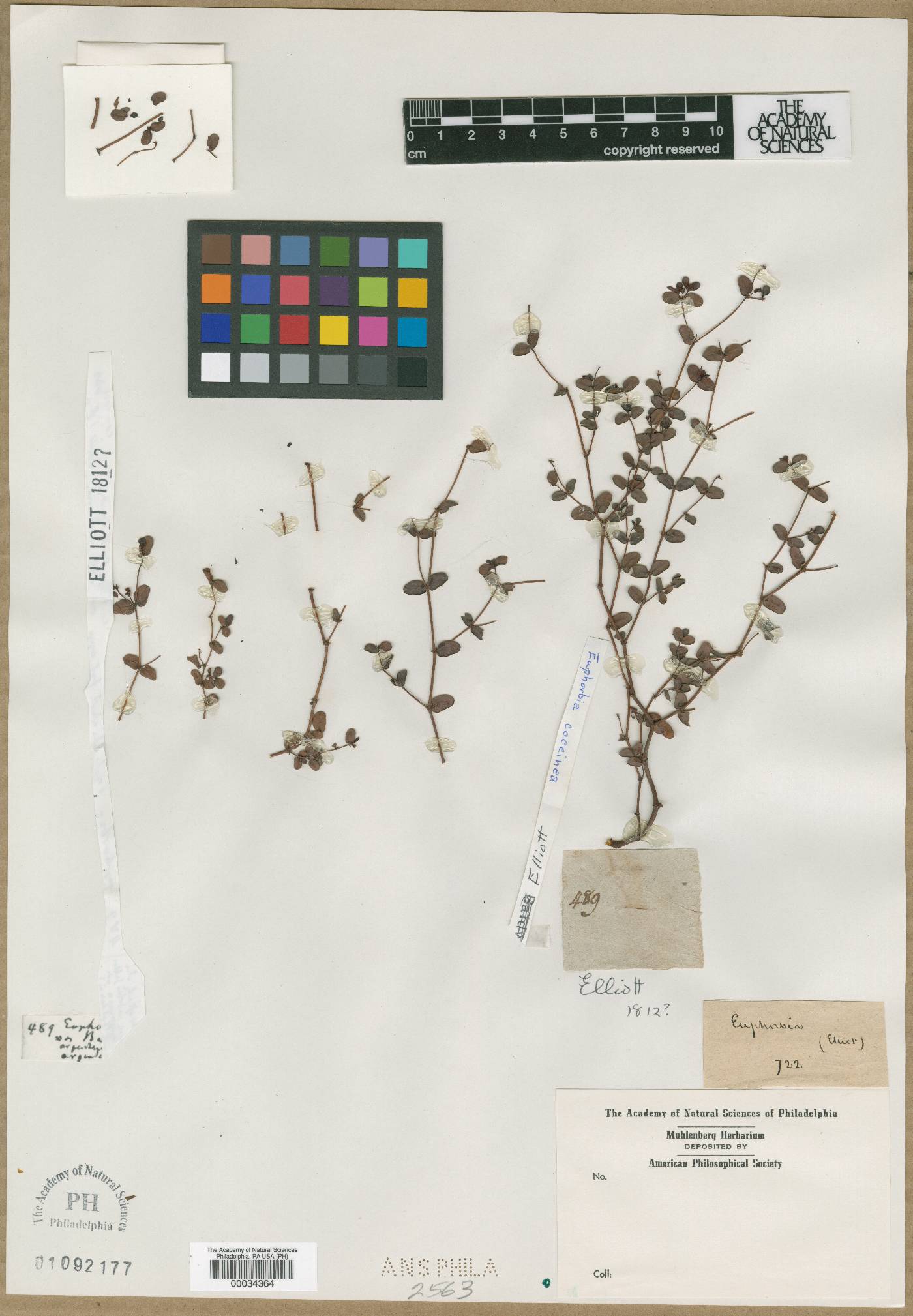 Euphorbia coccinea image
