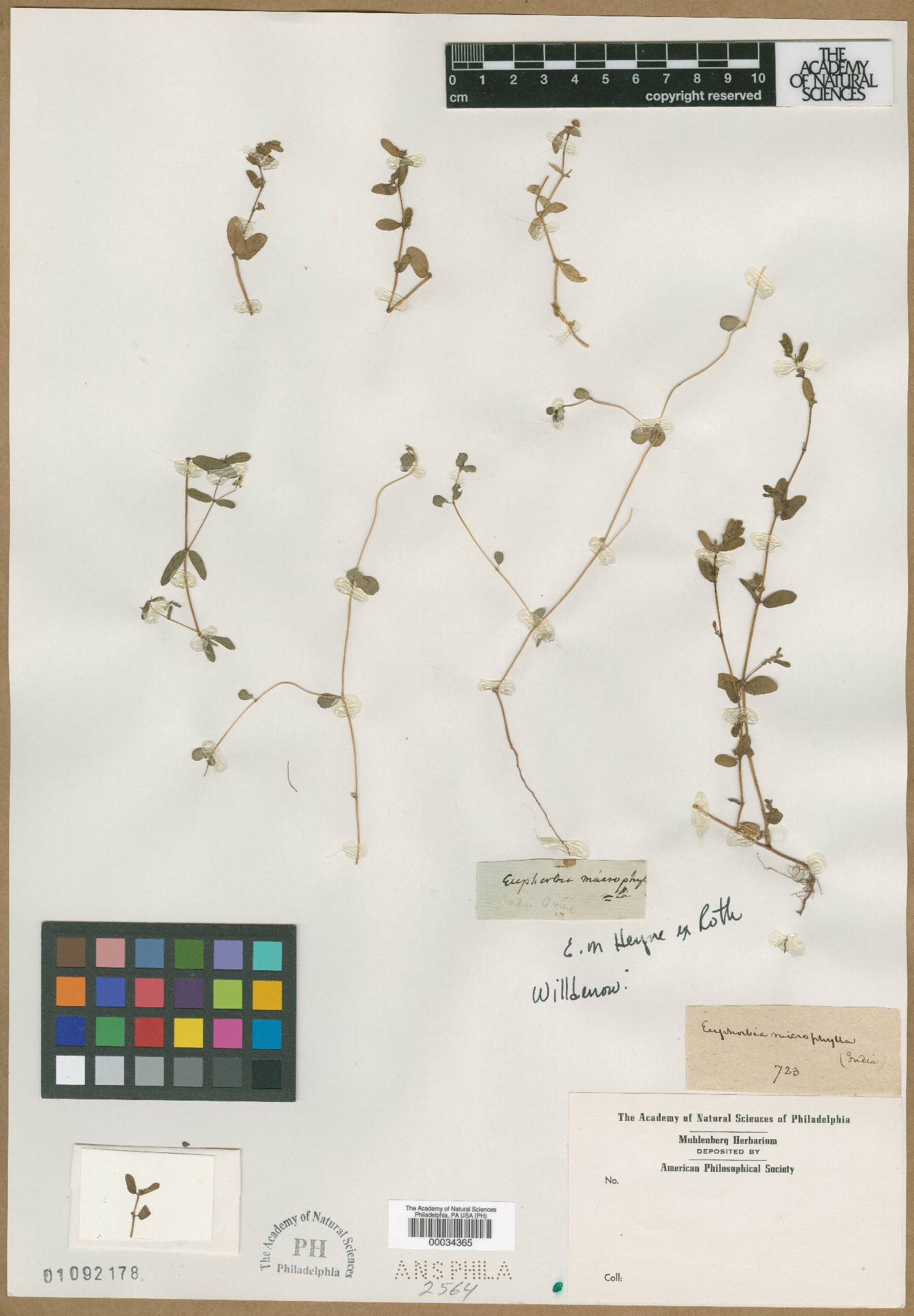 Euphorbia microphylla image