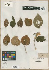 Philadelphus inodorus image