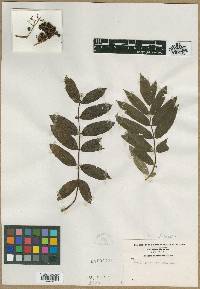 Sorbus americana image