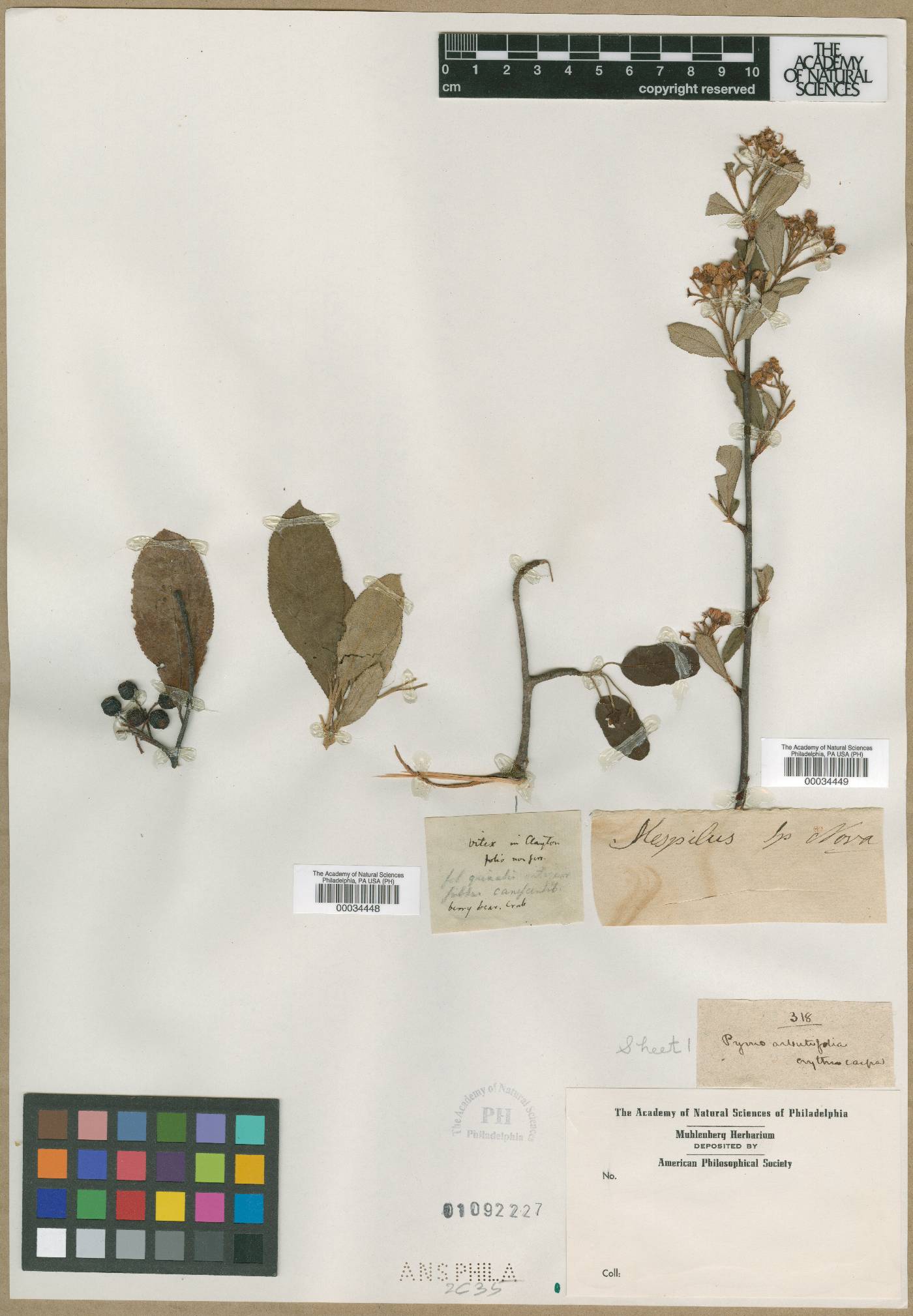 Pyrus arbutifolia var. erythrocarpa image