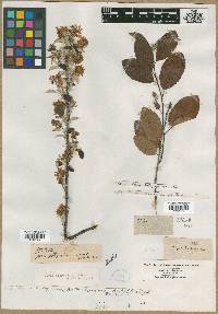 Amelanchier laevis image