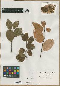 Amelanchier laevis image