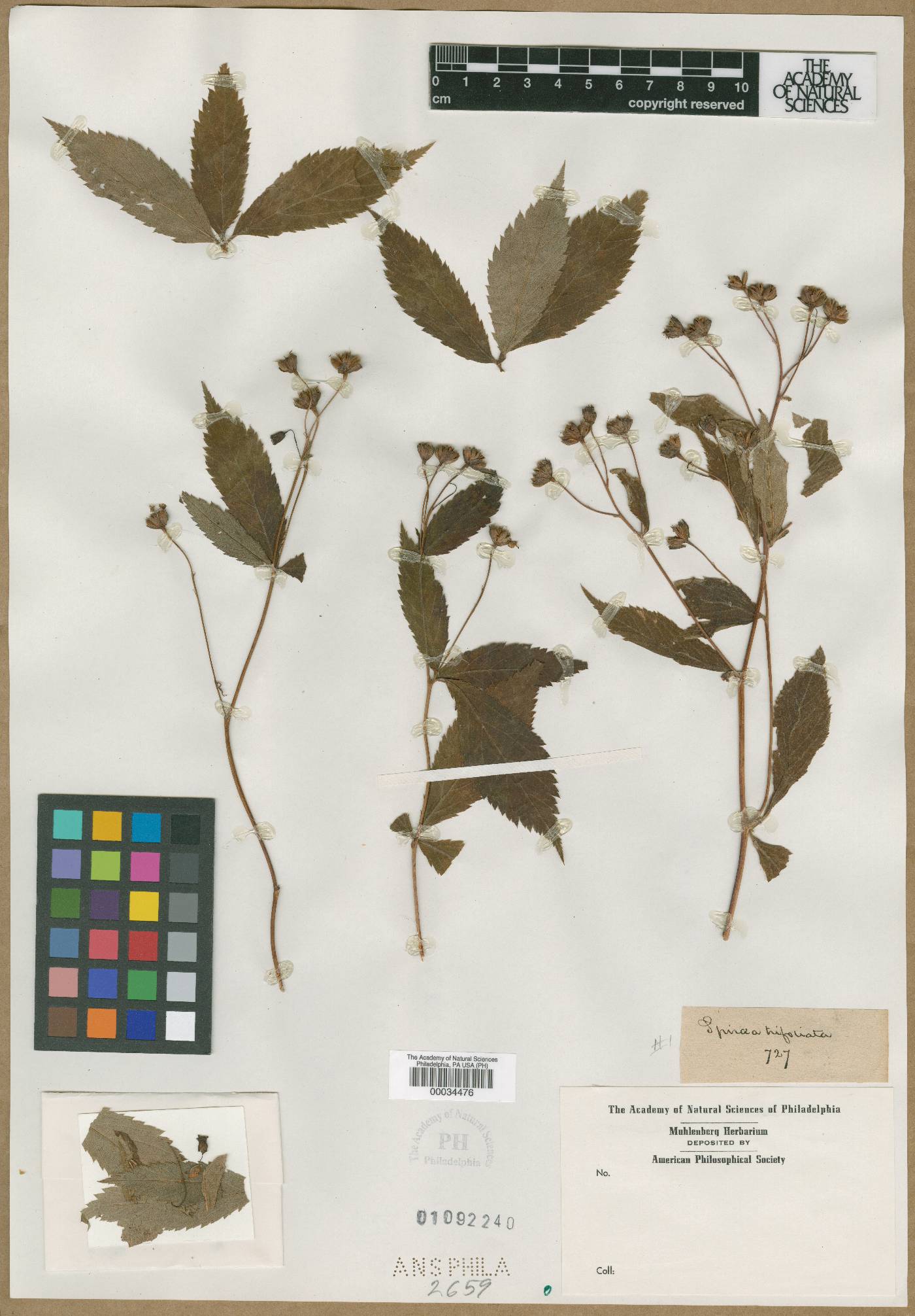 Spiraea trifoliata image