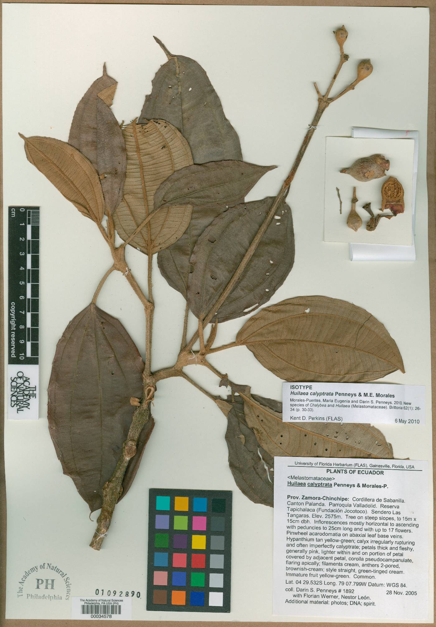 Chalybea calyptrata image