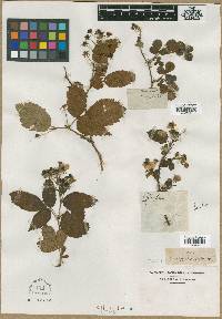 Rubus villosus image