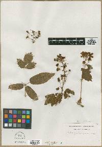 Rubus villosus image