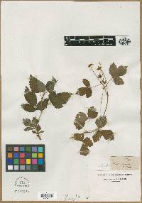 Rubus procumbens image