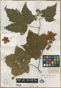 Rubus odoratus image