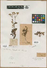 Sibbaldiopsis tridentata image