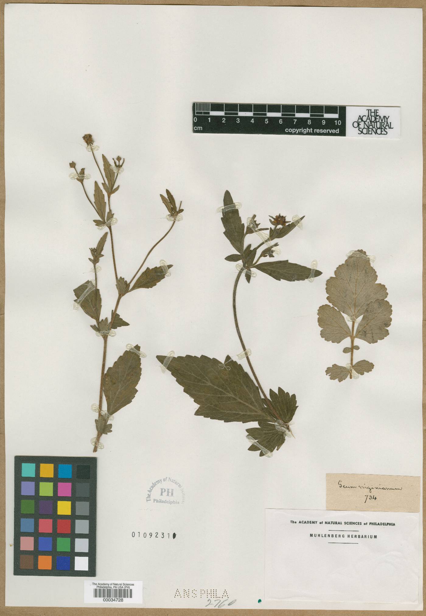 Geum hirsutum image