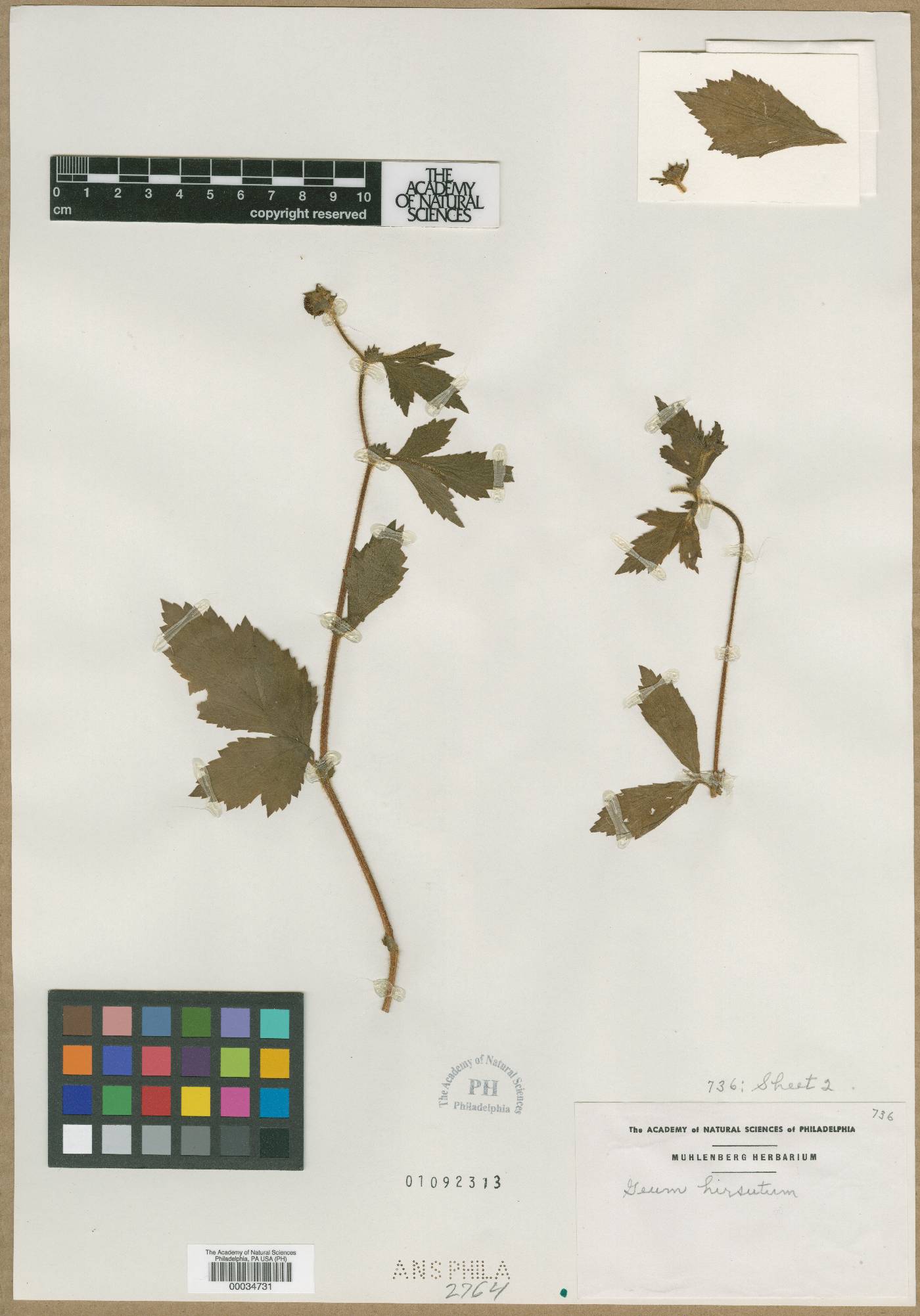 Geum hirsutum image