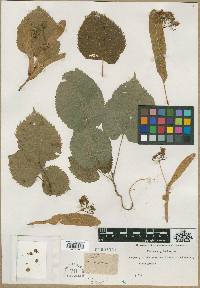 Tilia glabra image