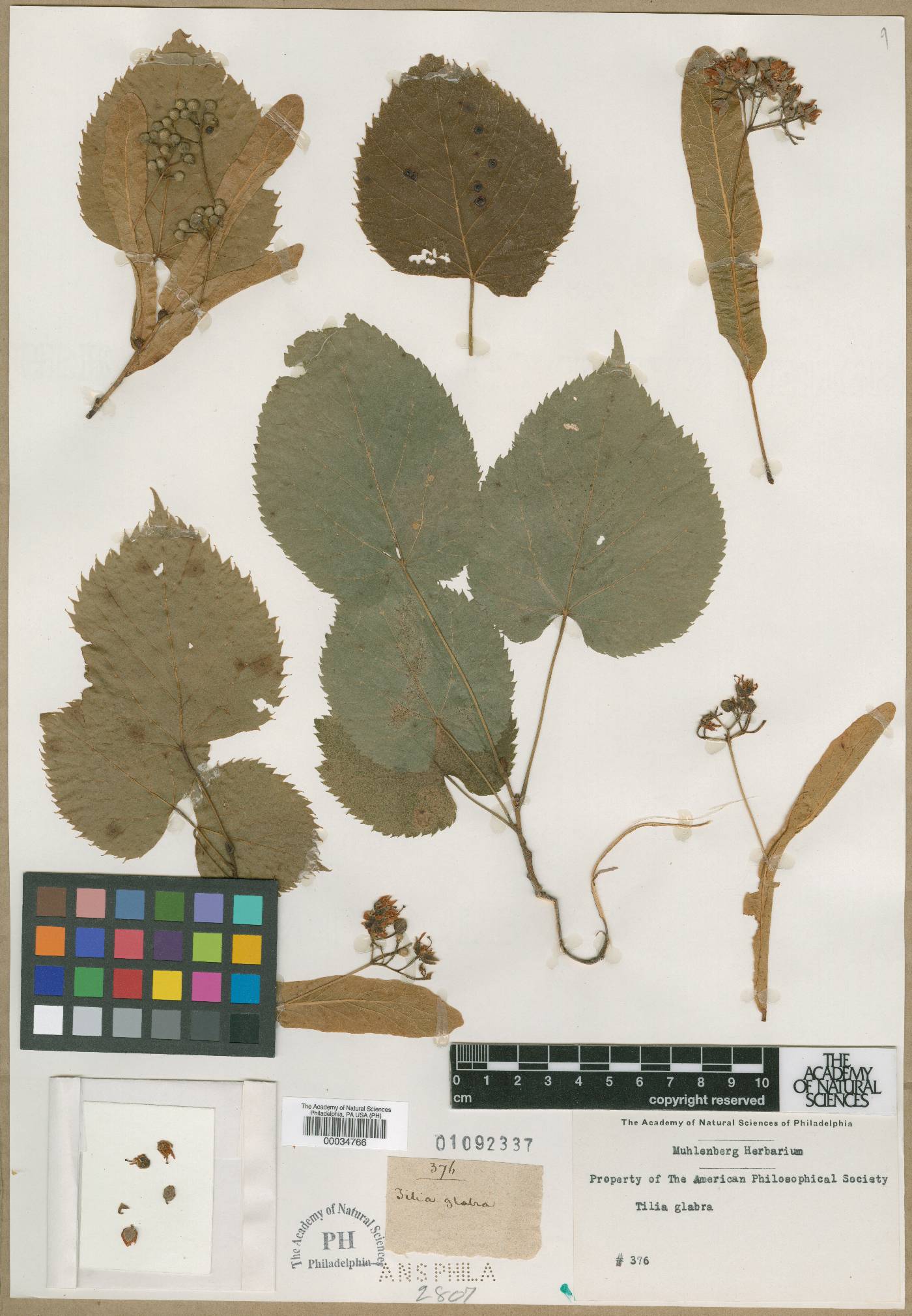 Tilia glabra image