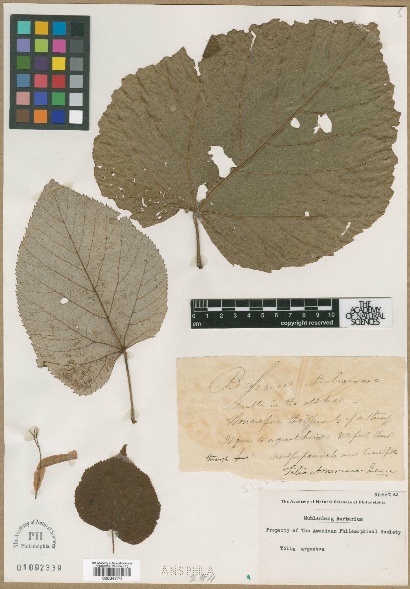 Tilia argentea image