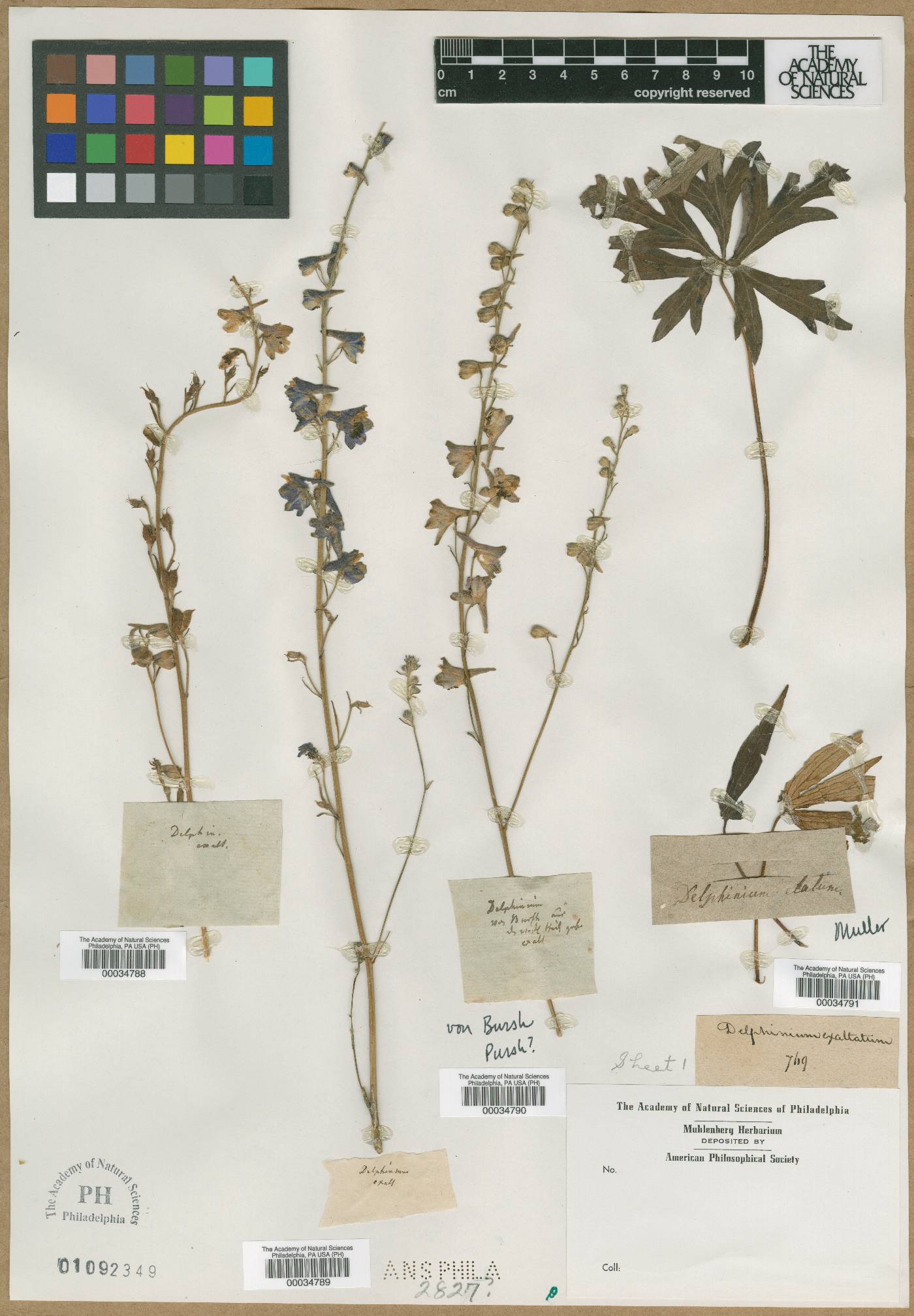 Delphinium exaltatum image