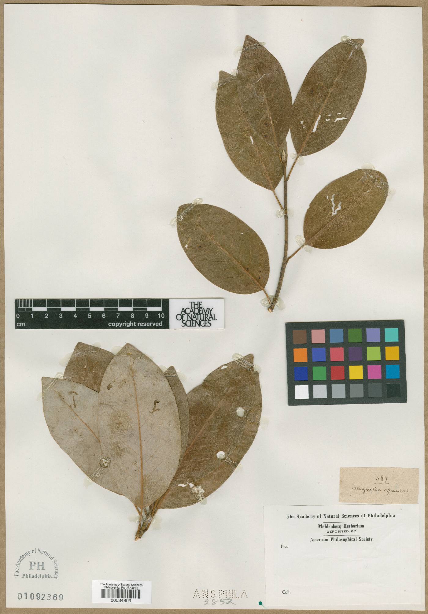 Magnolia glauca image