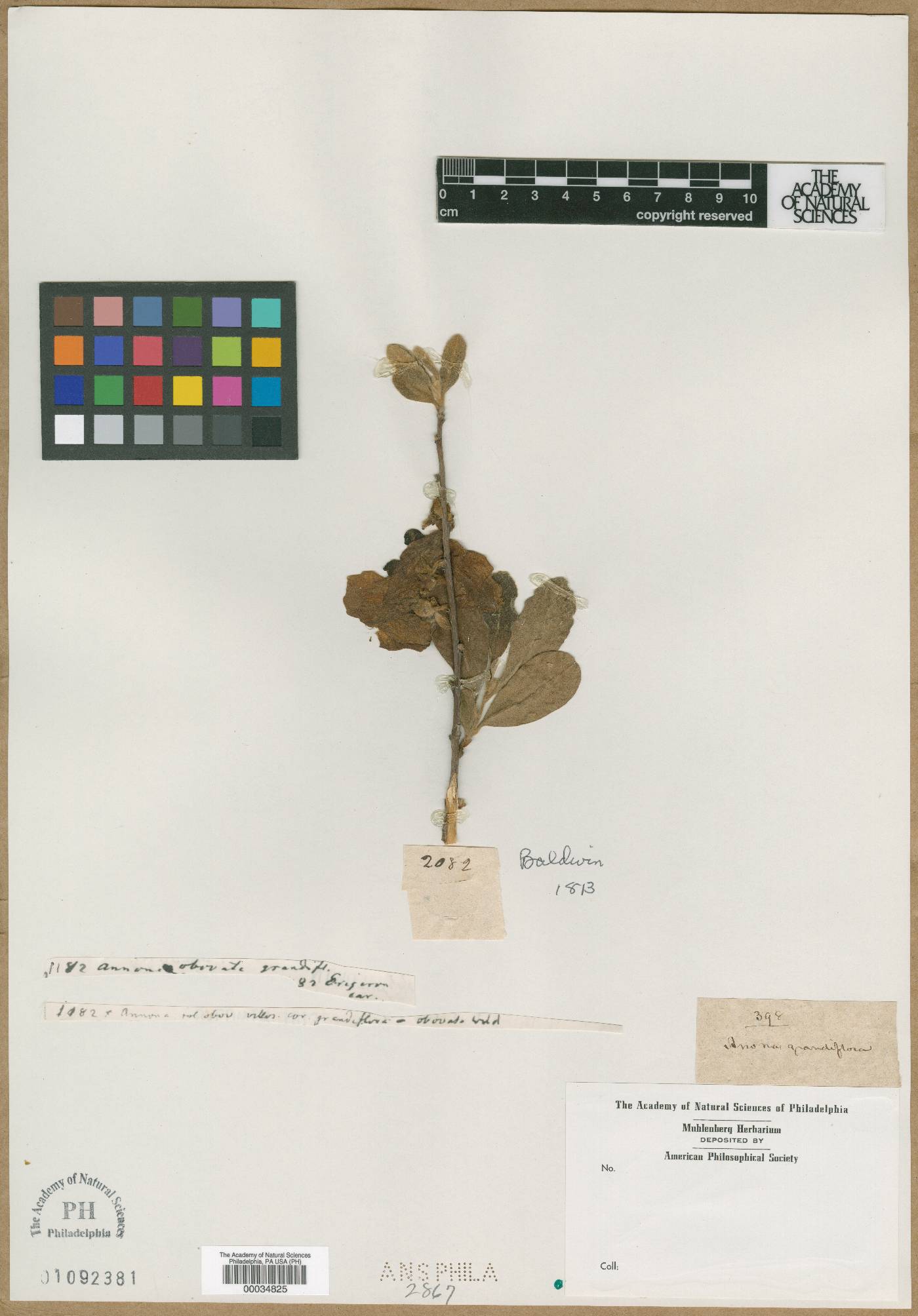 Annona grandiflora image