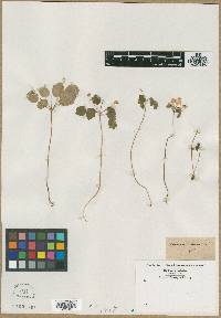 Anemone thalictroides image