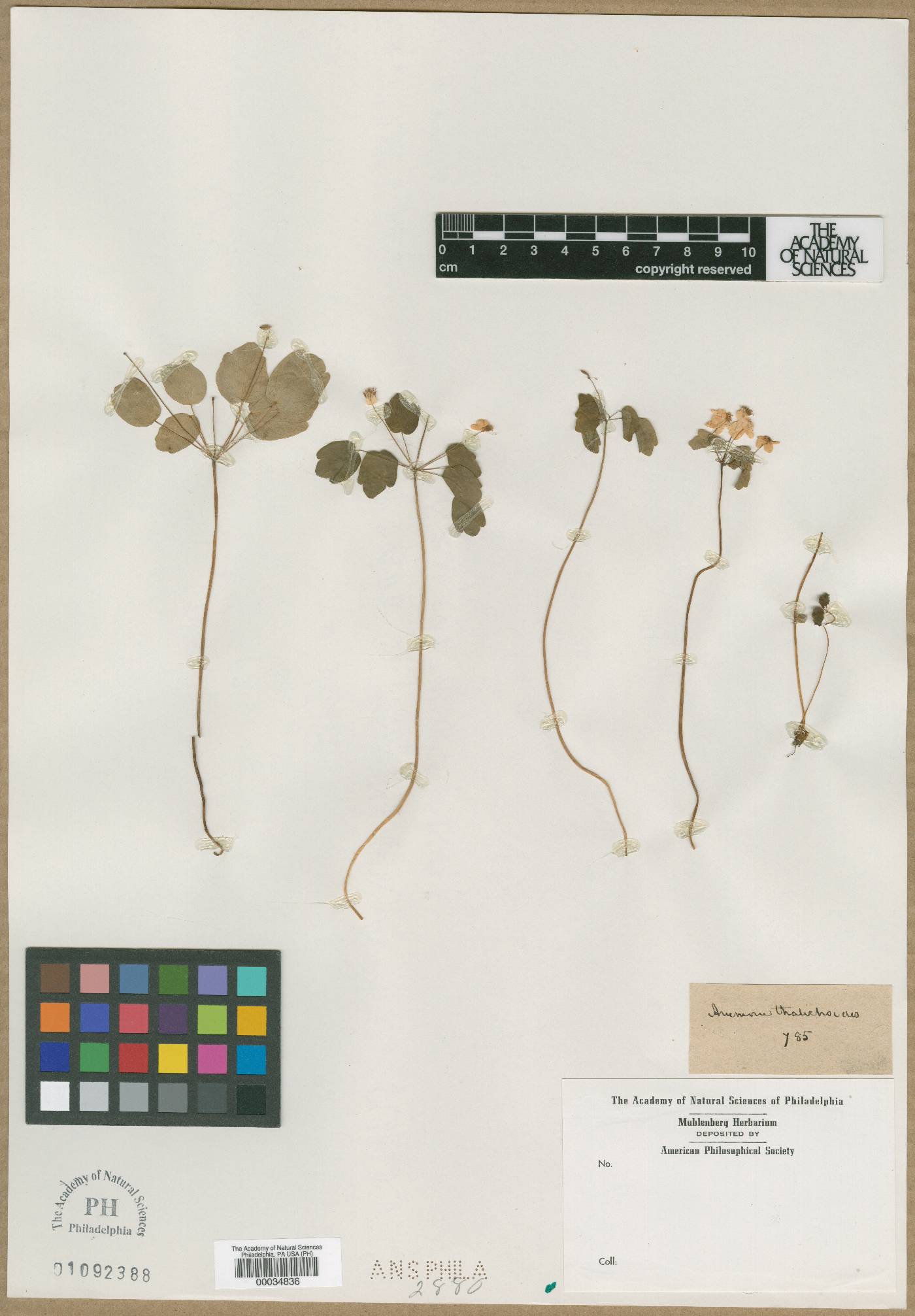 Anemone thalictroides image