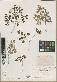 Thalictrum rugosum image