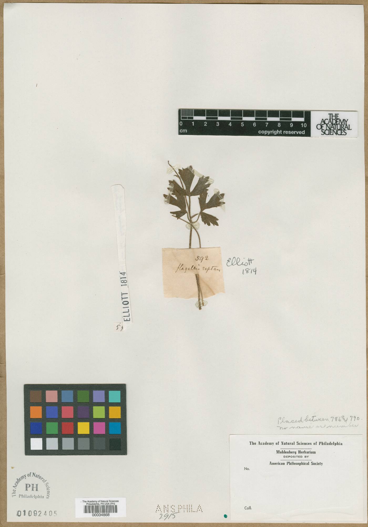 Ranunculus reptans image
