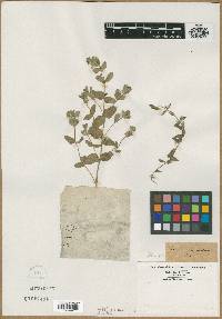 Scutellaria procumbens image