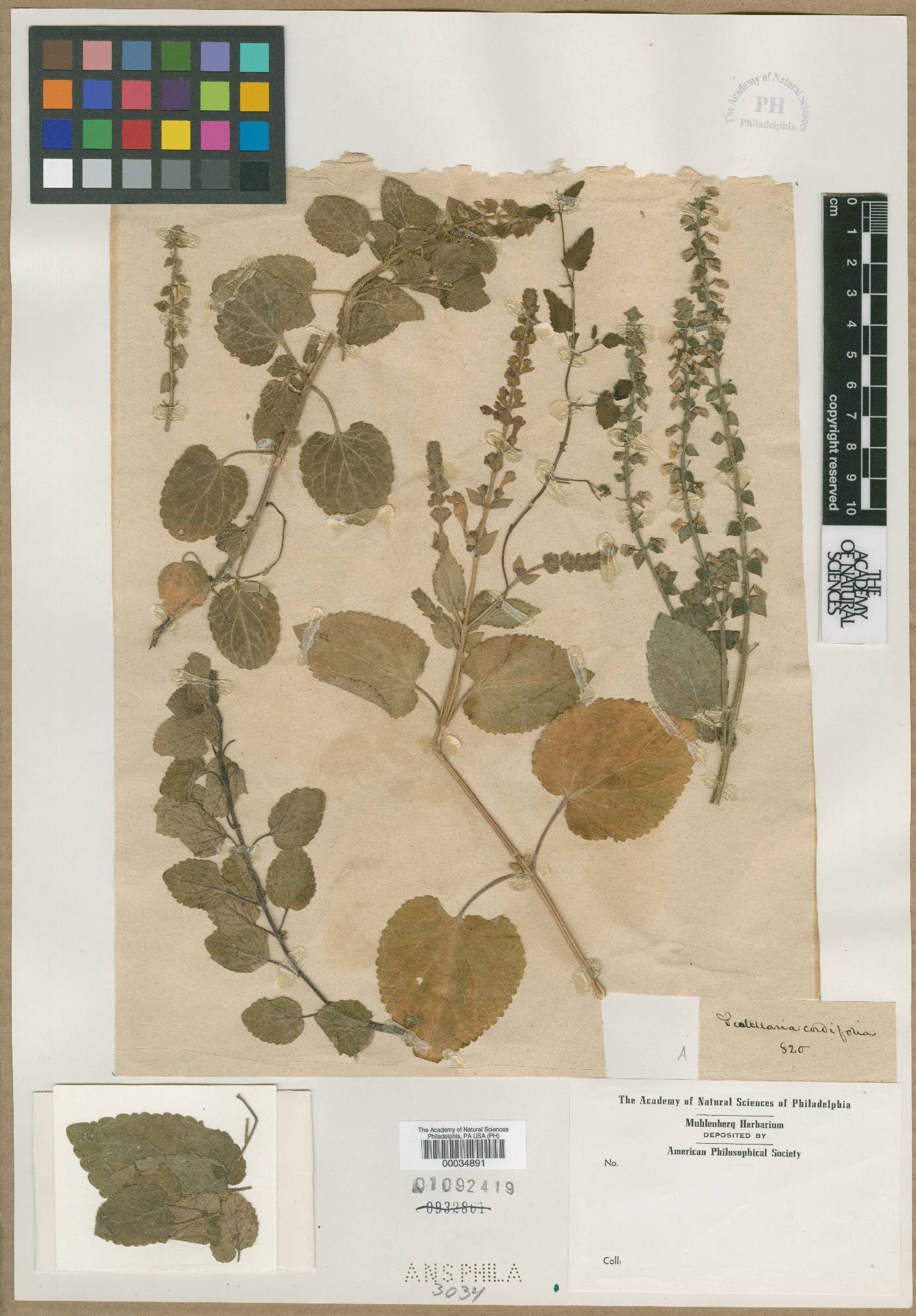 Scutellaria cordifolia image
