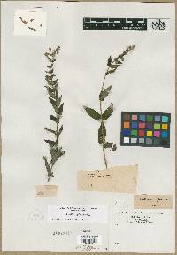 Scutellaria galericulata image