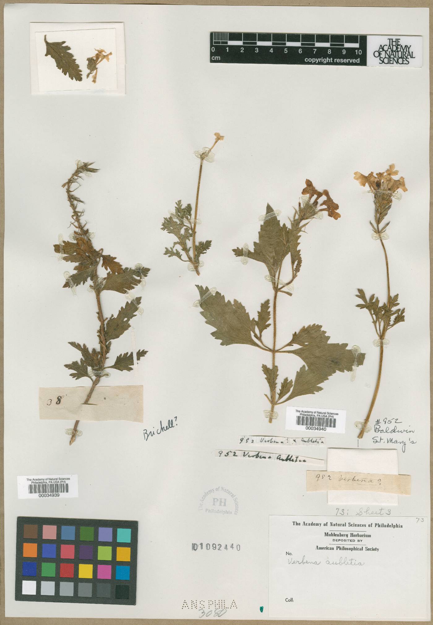 Verbena aubletia image