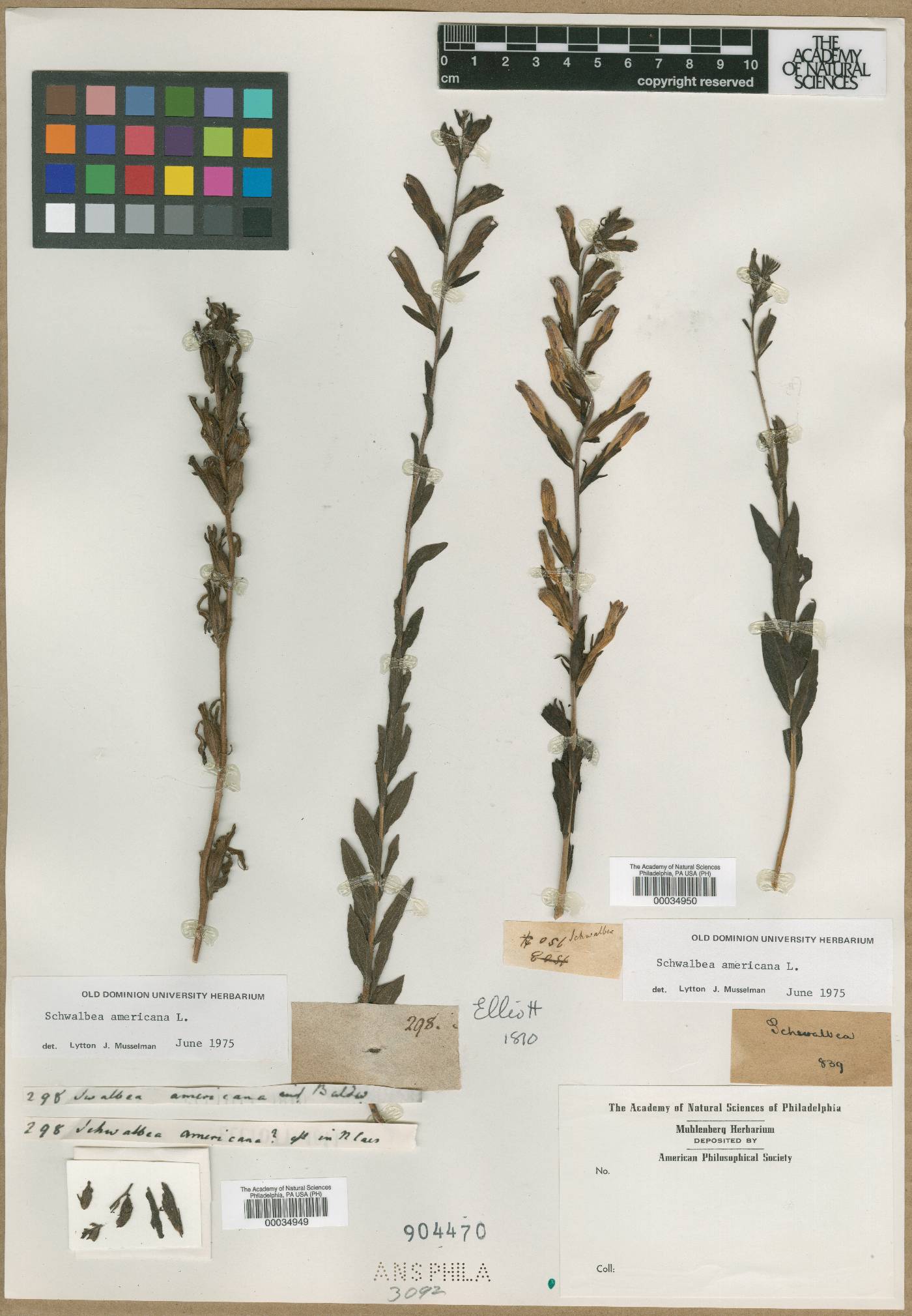 Schwalbea image