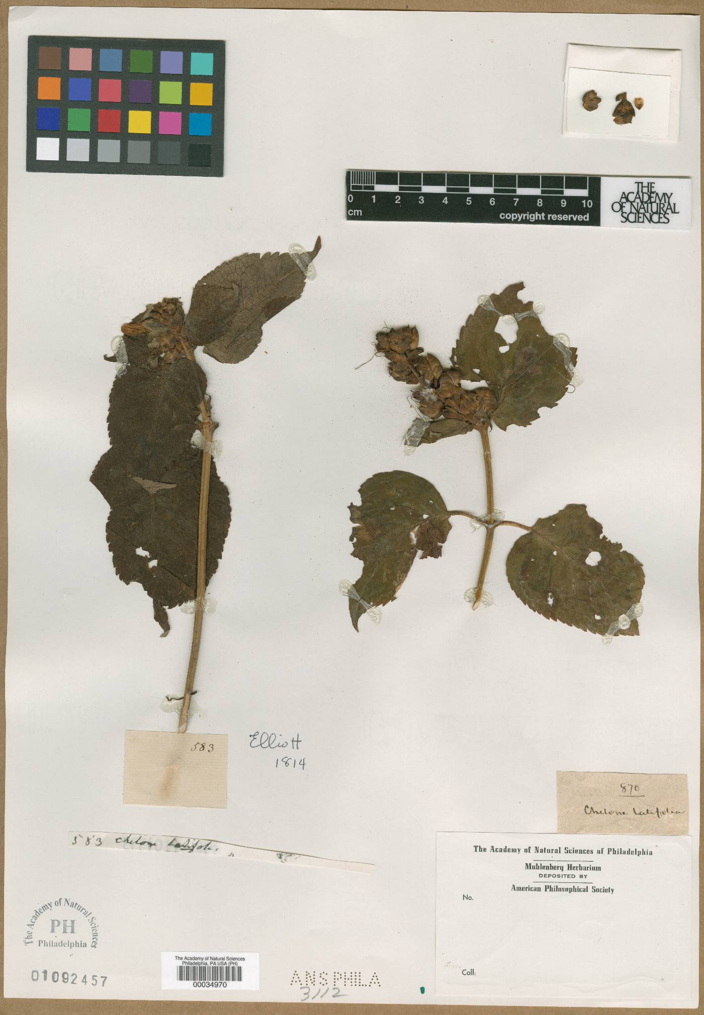 Chelone latifolia image