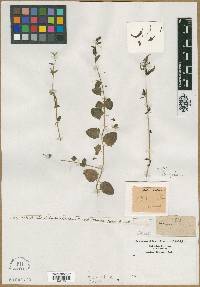 Antirrhinum elatine image