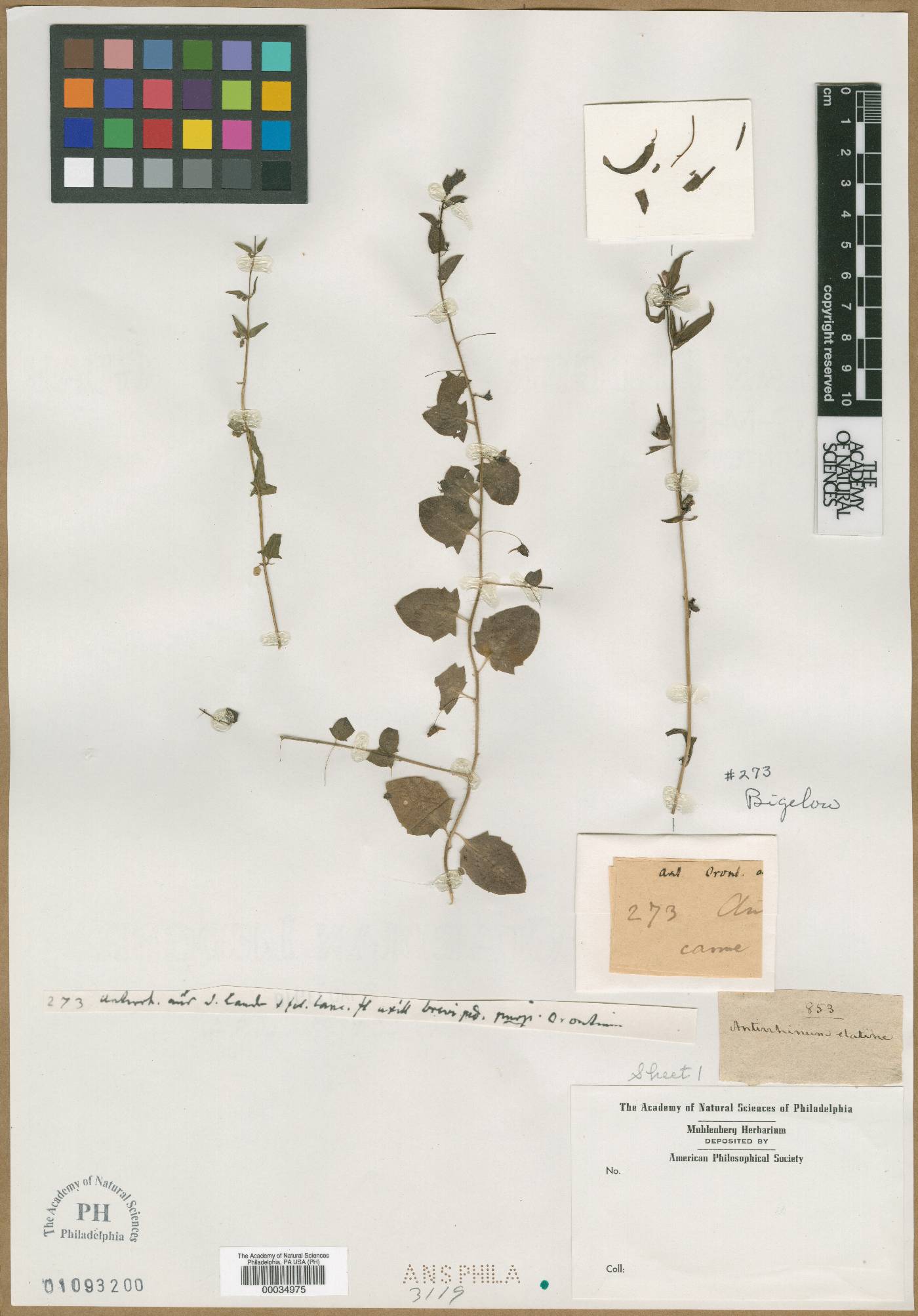 Antirrhinum elatine image