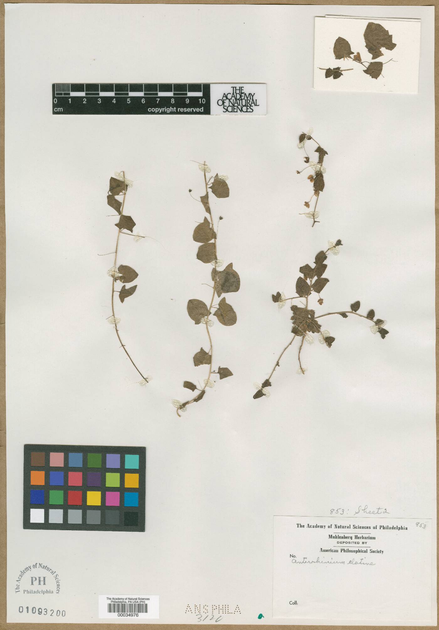 Antirrhinum elatine image