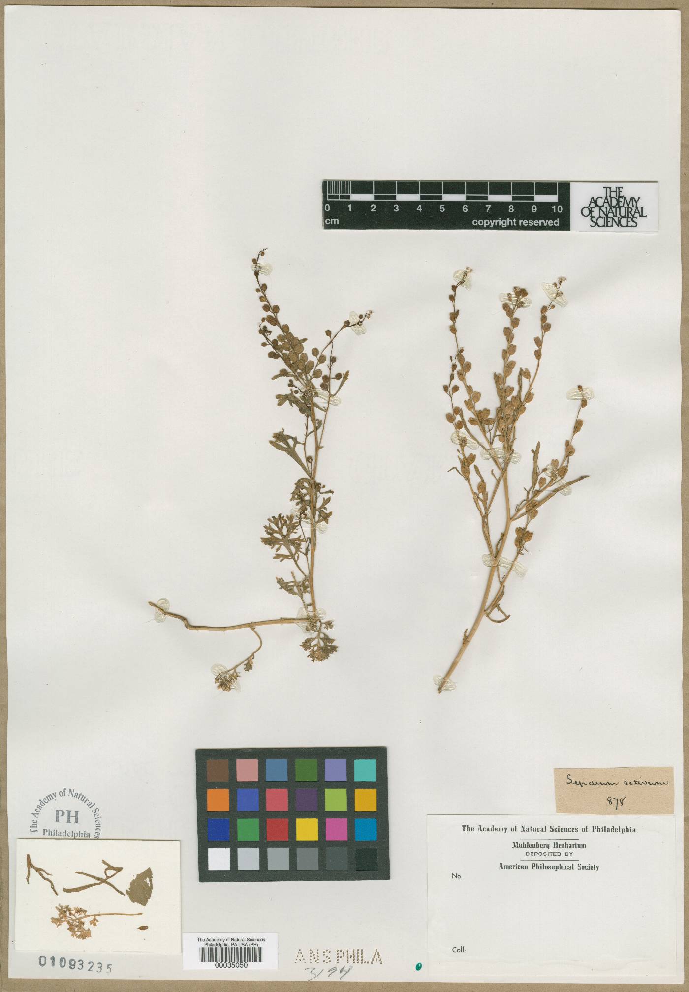 Lepidium sativum image