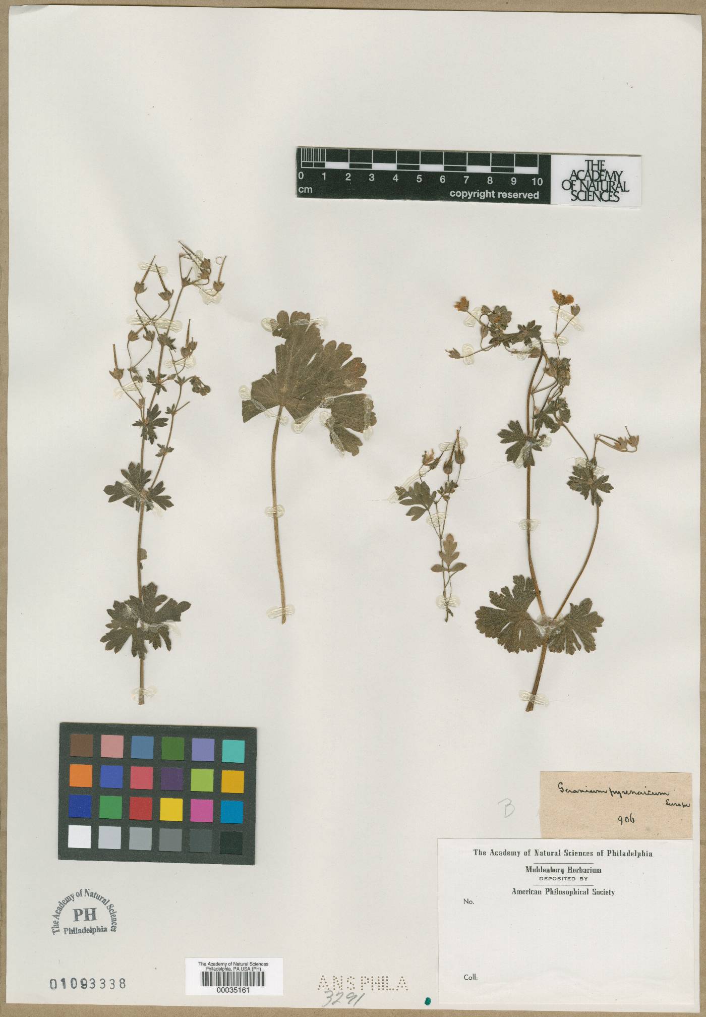 Geranium pyrenaicum image