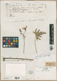 Callirhoe alcaeoides image