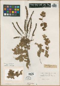 Amorpha pubescens image