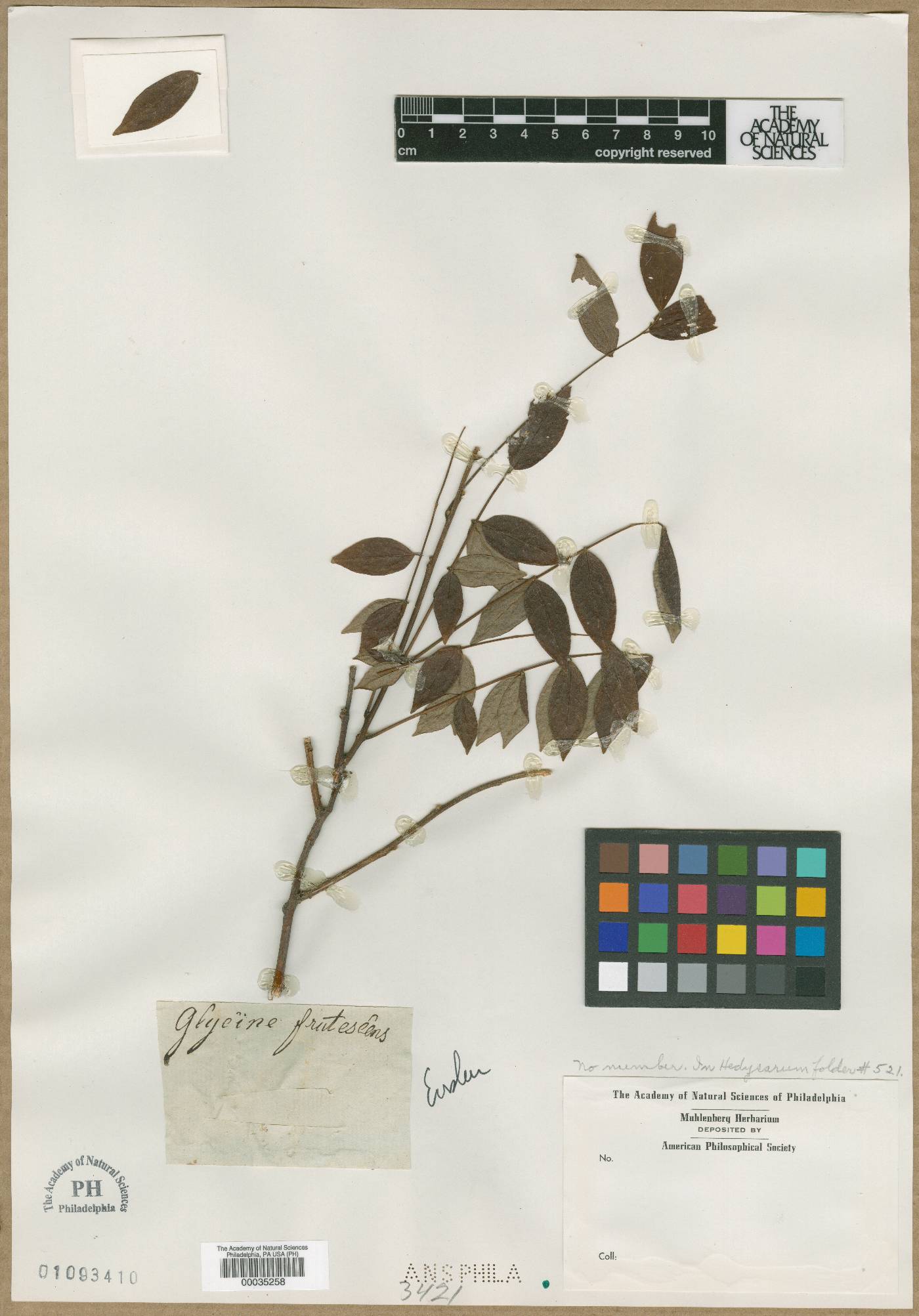 Glycine frutescens image