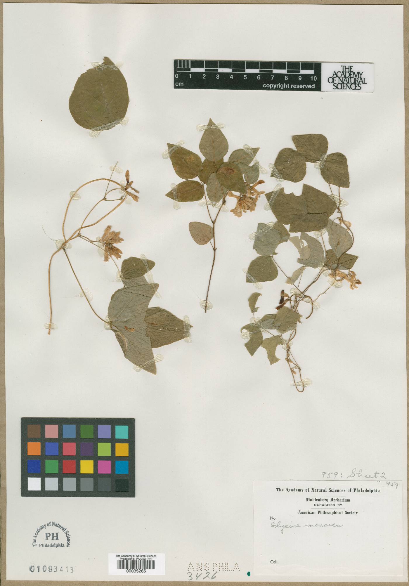 Glycine monoica image