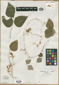 Glycine monoica image