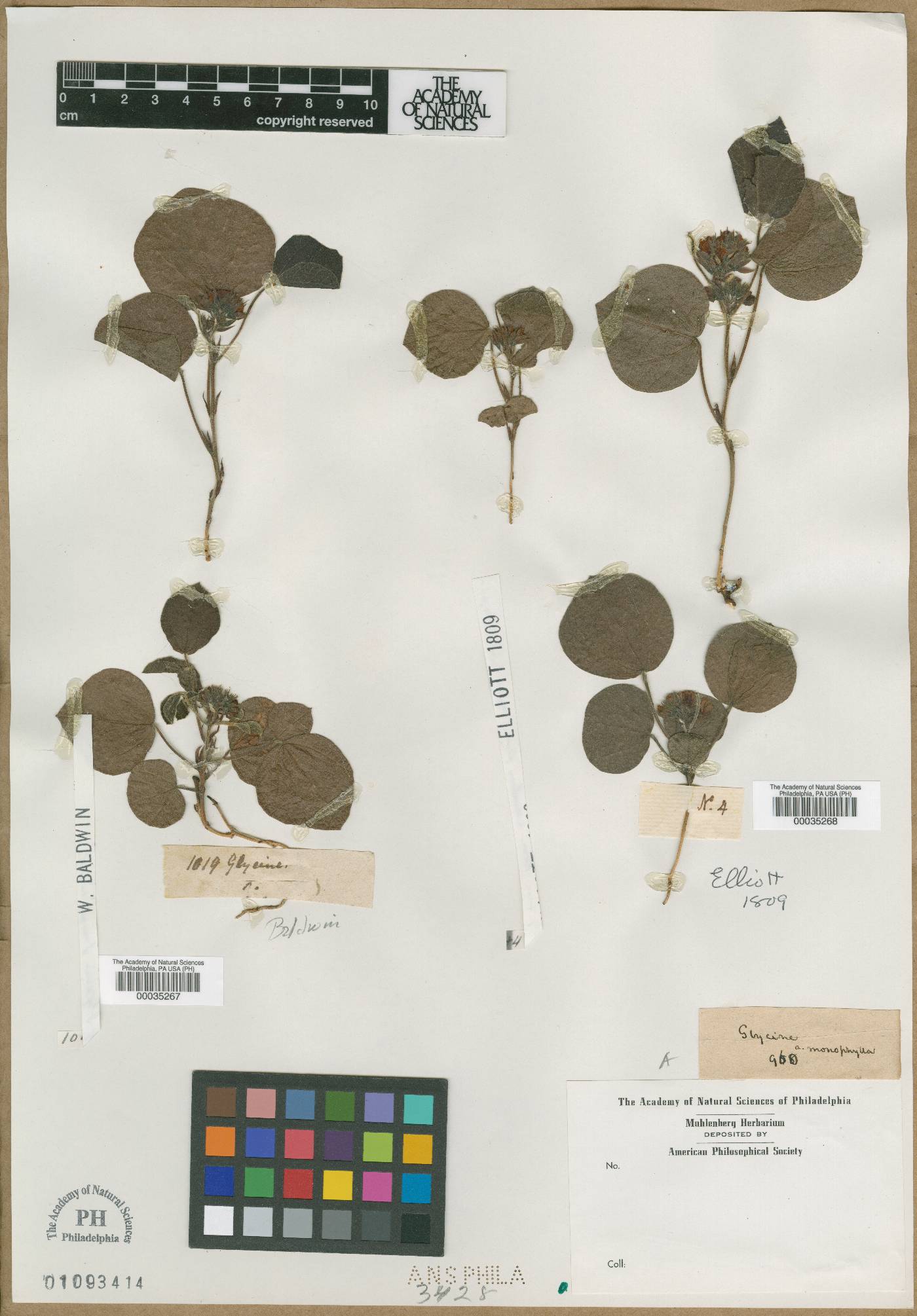 Glycine simplicifolia image