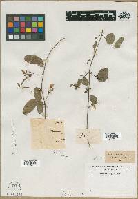 Glycine galactia image