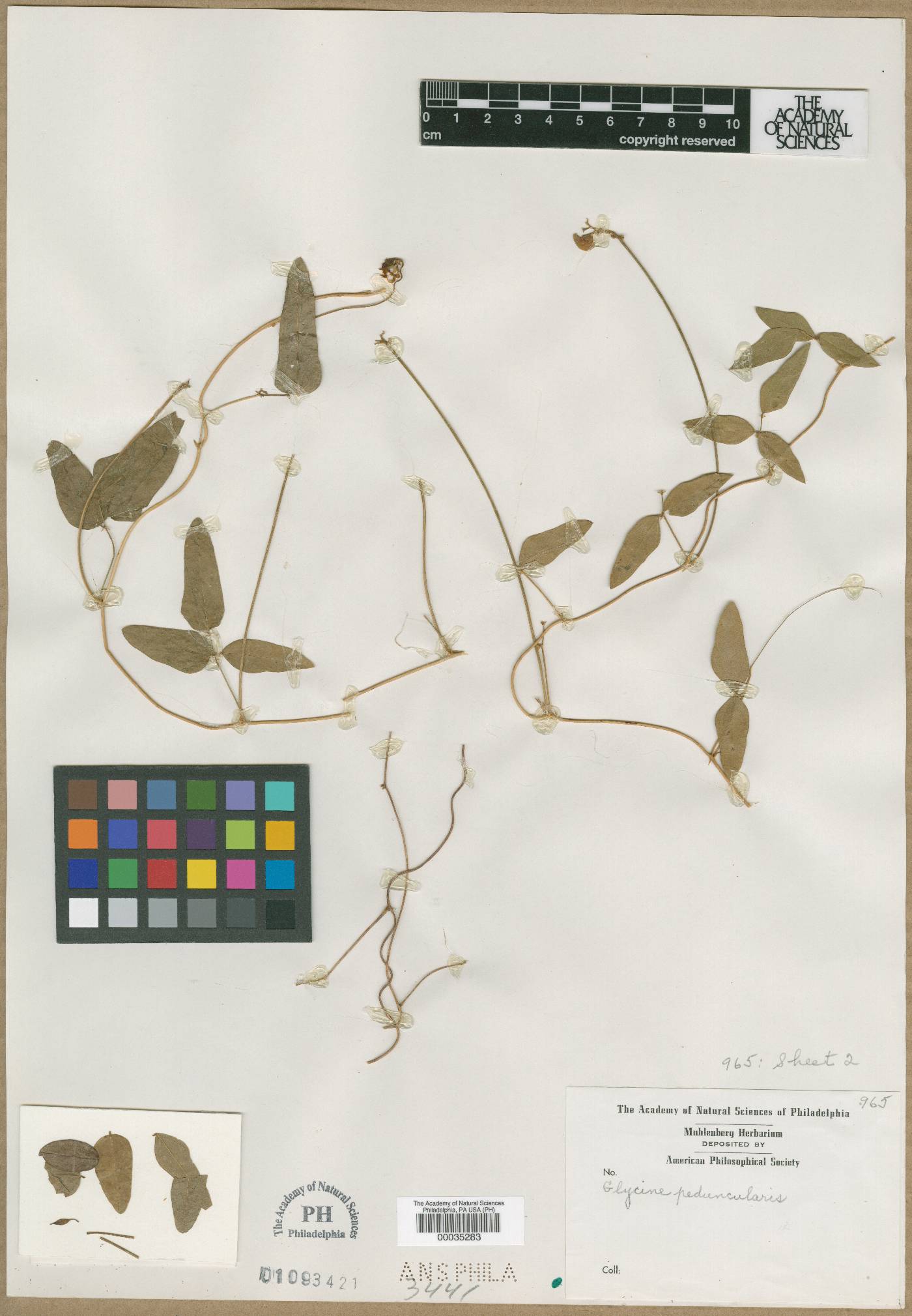Glycine peduncularis image