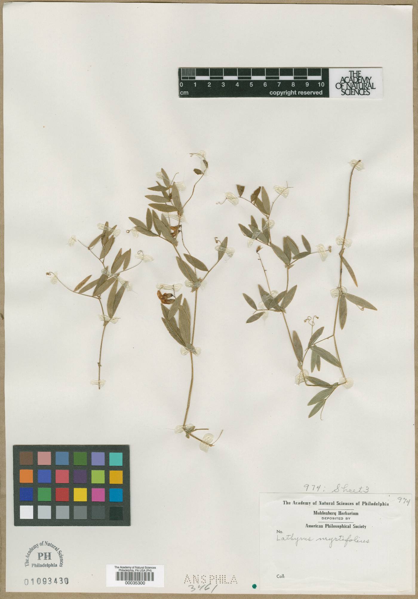 Lathyrus myrtifolius image