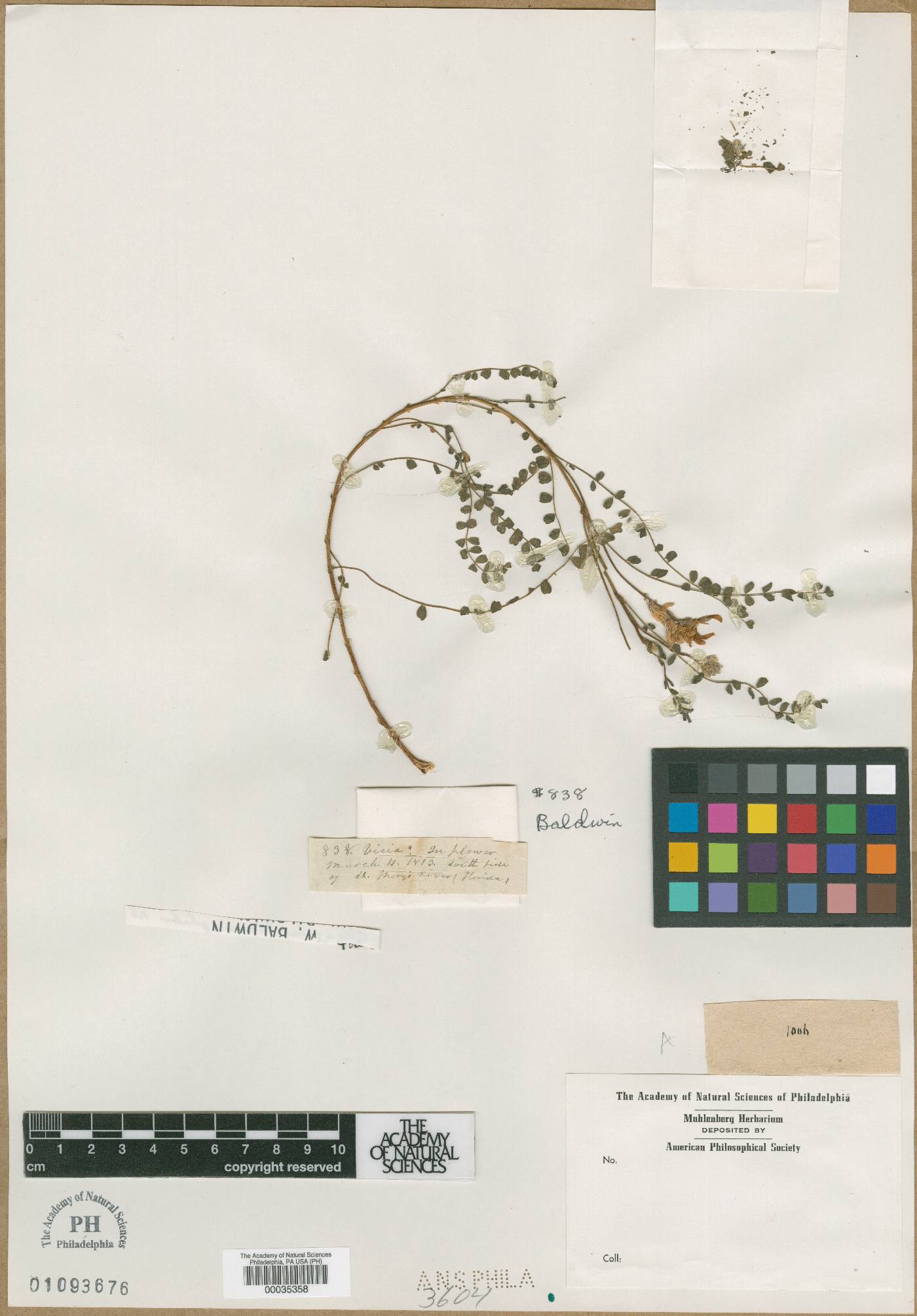 Oxytropis glabra image