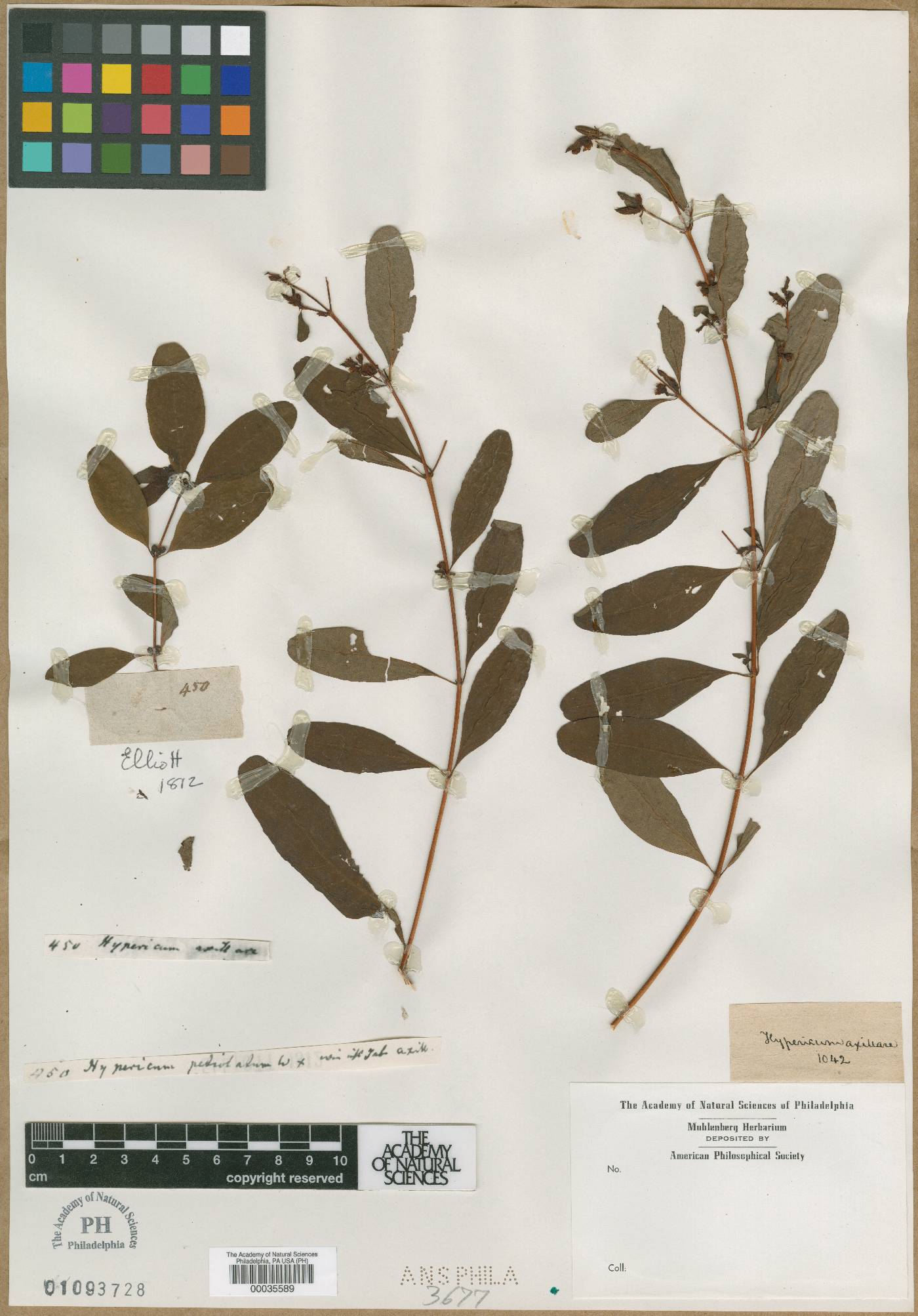 Hypericum axillare image